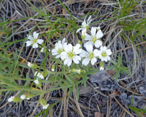 field chickweed (Cerastium arvense)