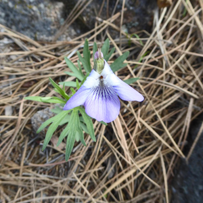 Crow-footed Violet (Viola pedatifida)