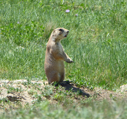 Prairie dog