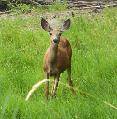 mule deer