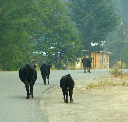 We drove back to town and turned northward to find cattle out on the road. It was just two mom’s and their calves.