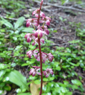 Bog Wintergreen (Pyrola asarifolia)