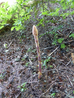 pine drops (Pterospora andromedea)