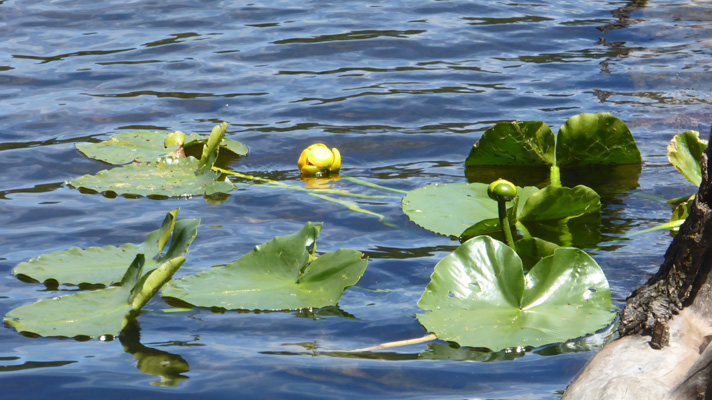 yellow pond lilies (Nuphar polysepala)