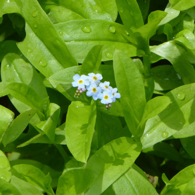 Marsh Forget-me-nots (Myosotis scorpioides)