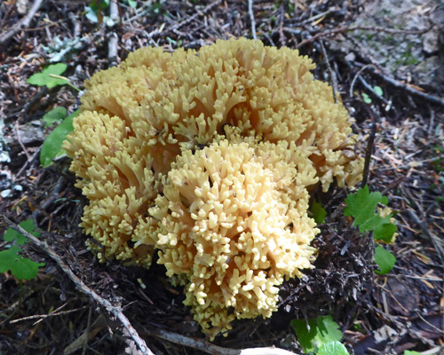 coral fungus