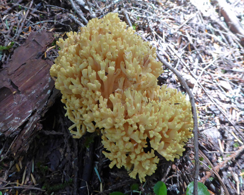 Coral fungus