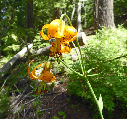 Columbia Lilies (Lilium columbianum)