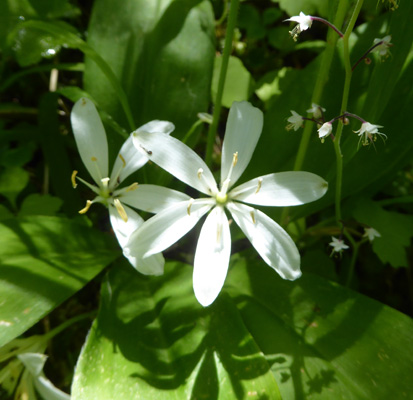 Queen-cup (Clintonia uniflora)