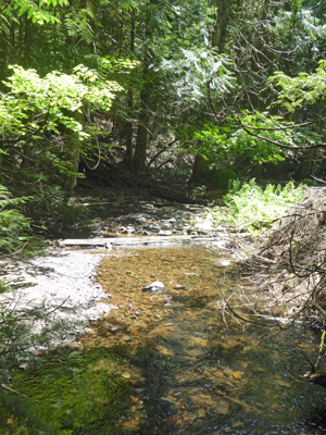 Creek at South Skookum Lake