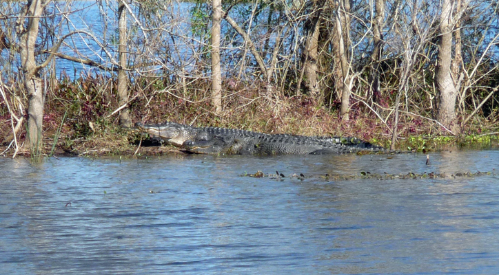 Alligators Brazos Bend SP