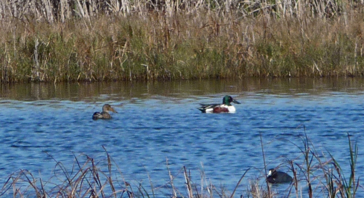 Northern Shoveler Sea Rim SP