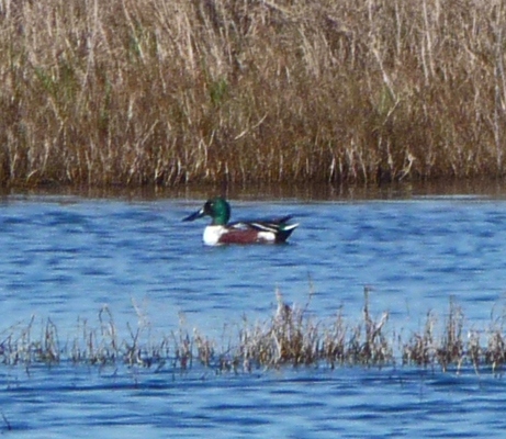 Northern Shoveler Sea Rim SP