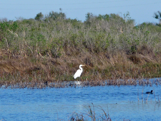 Great Egret Sea Rim SP