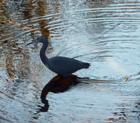 Little Blue Heron Brazos Bend SP