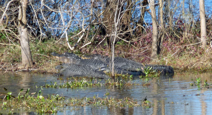3 alligators Brazos Bend SP