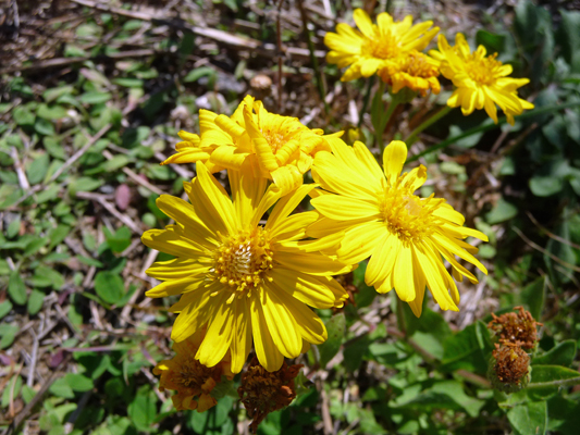 Yellow dune flowers Sea Rim SP