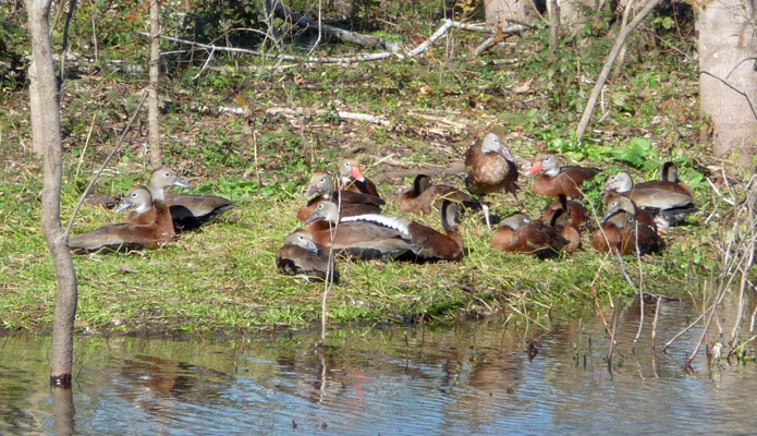 Black-bellied Whistling Ducks