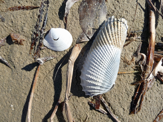 Shell Sea Rim SP