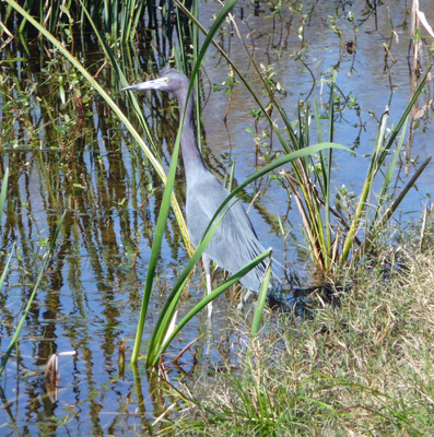 Little Blue Heron Brazos Bend SP