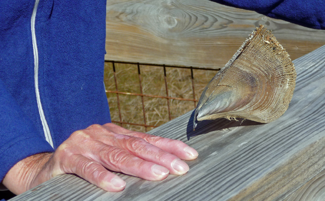 Huge clam shell Sea Rim SP