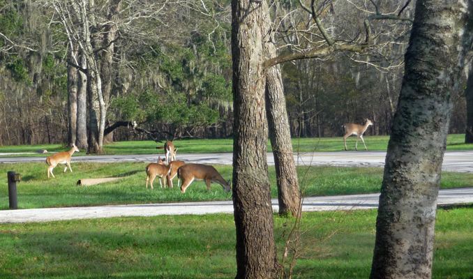 Deer Brazos Bend SP