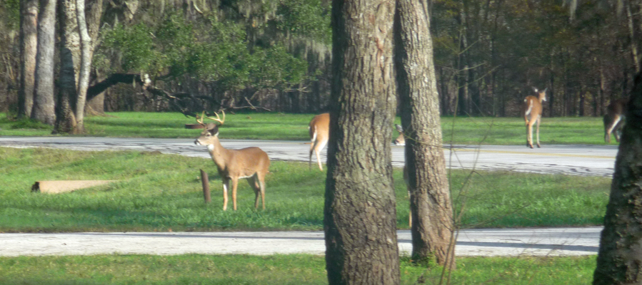 White Tail Buck Brazos Bend SP