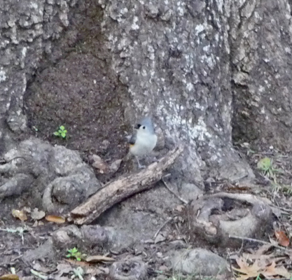 Tufted Titmouse