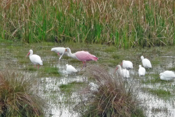 Roseate Spoonbill