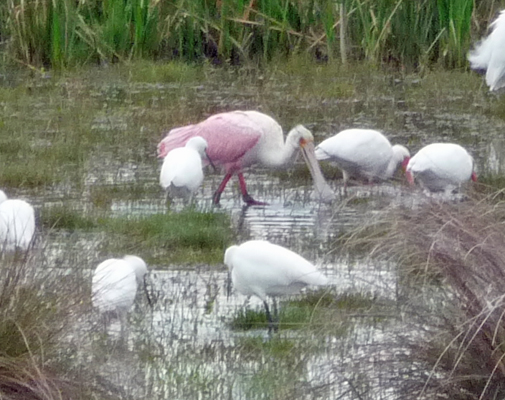 Roseate Spoonbill