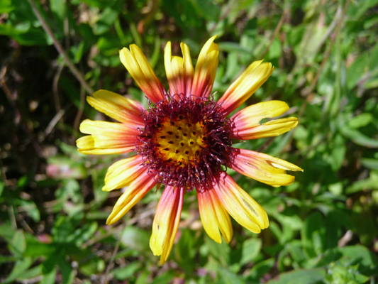 Indian Blanket Flower Sea Rim SP