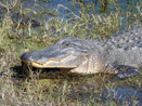 Alligator Brazos Bend SP