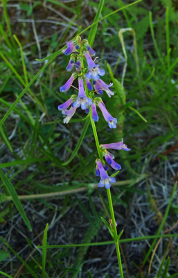 Lowly Penstemon (Penstemon humilis)