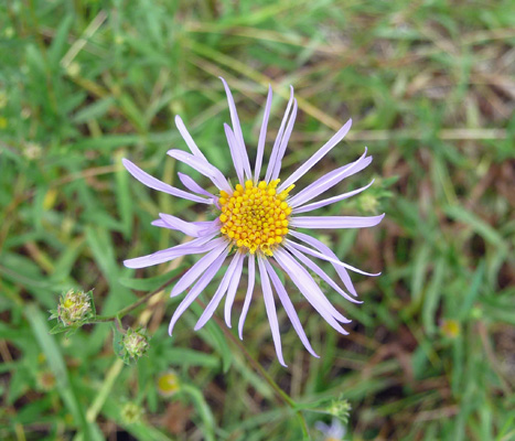 Leafy Fleabane (Erigeron foliosus)