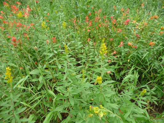 Paintbrush and Canada Goldenrod