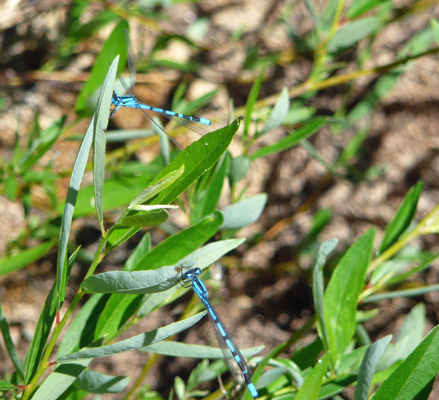 Damsel Flies at Crane Prairie Reservoir