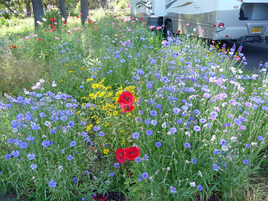 Wildflowers Sisters Bend Garden RV Resort