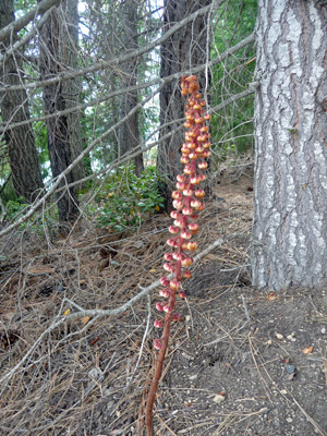 Pine-drops (Ptersopora andromedea)