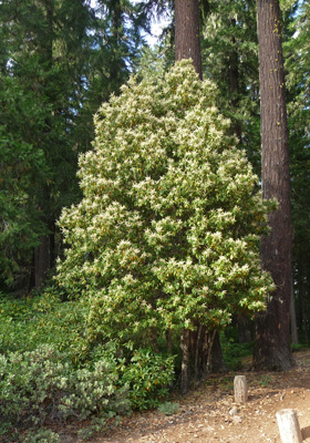 Golden Chinkapin (Chrysolepis-chrysophylla)