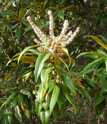 Golden Chinkapin (Chrysolepis-chrysophylla) flowers