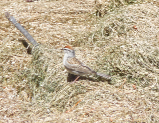 Golden-crowned Kinglet Crane Prairie Reservoir