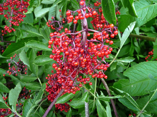 Red Elderberry (Sambucus racemosa)