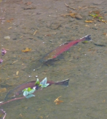 Coho Salmon at the bottom of Multnomah Falls OR