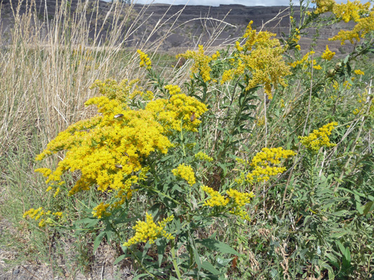 Goldenrod at Dry Falls Lake