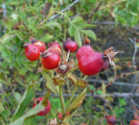 Rose hips Dry Falls Lake