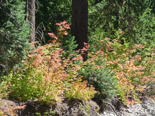 Vine Maples at Lake Kachess Campground