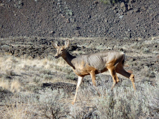 Skinny doe along Caribou Trail Sun Lakes State Park