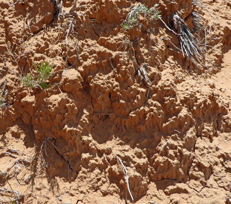 Soil crust Devil's Garden