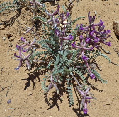 Wooly Locoweed (Astragalus mollissimus)