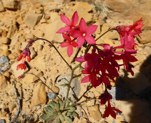 Scarlet Gilia (Ipomopsis aggregata)